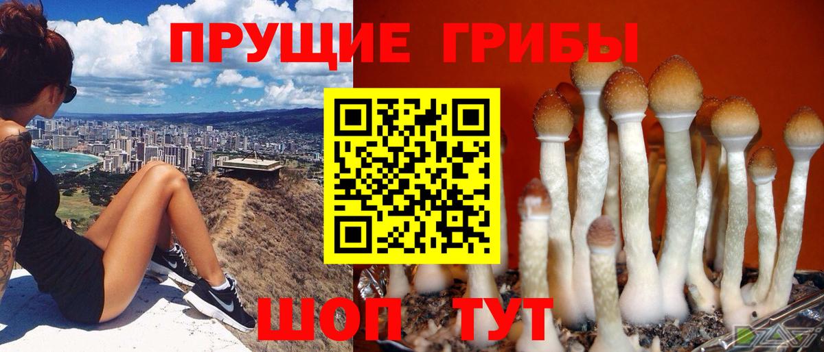 Галлюциногенные грибы GOLDEN TEACHER Дятьково